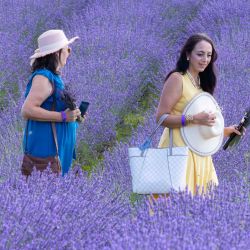 Imagen de visitantes caminando por un campo de lavanda, en Milton, Ontario, Canadá. | Foto:Xinhua/Zou Zheng