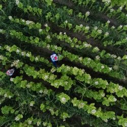 Una vista aérea muestra a mujeres cosechando hojas de tabaco cerca de la aldea de Baldevo, al suroeste de Sofía, Bulgaria. | Foto:NIKOLAY DOYCHINOV / AFP