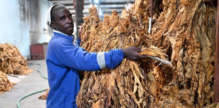 Imagen de un trabajador clasificando hojas de tabaco recién cosechadas en una granja, en la provincia de Mashonaland Este, Zimbabue. Según la Junta de la Industria y Comercialización del Tabaco de Zimbabue, el sector está registrando ventas récord este año, con los agricultores entregando ya al mercado más de 340 millones de kilogramos de la hoja dorada, un aumento significativo respecto a los 240 millones de kilogramos del año pasado.