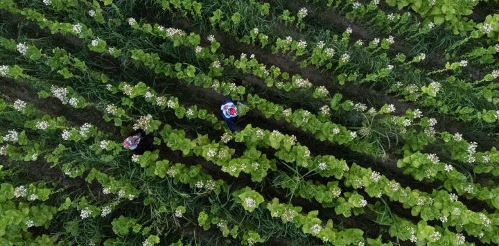 Una vista aérea muestra a mujeres cosechando hojas de tabaco cerca de la aldea de Baldevo, al suroeste de Sofía, Bulgaria.