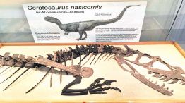 26_07_2025_ceratosaurus_nasicornis_cedoc_g