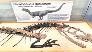 26_07_2025_ceratosaurus_nasicornis_cedoc_g