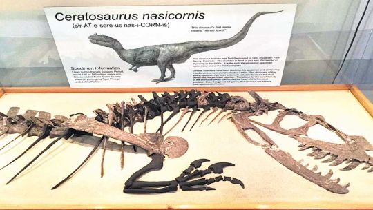 26_07_2025_ceratosaurus_nasicornis_cedoc_g