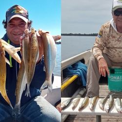 Una clara diferencia establece la panzuda entre las carnadas, por sobre el camarón y la rendidora mojarra viva. 