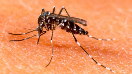 Por qué los mosquitos pican más a unas personas que a otras, según la ciencia
