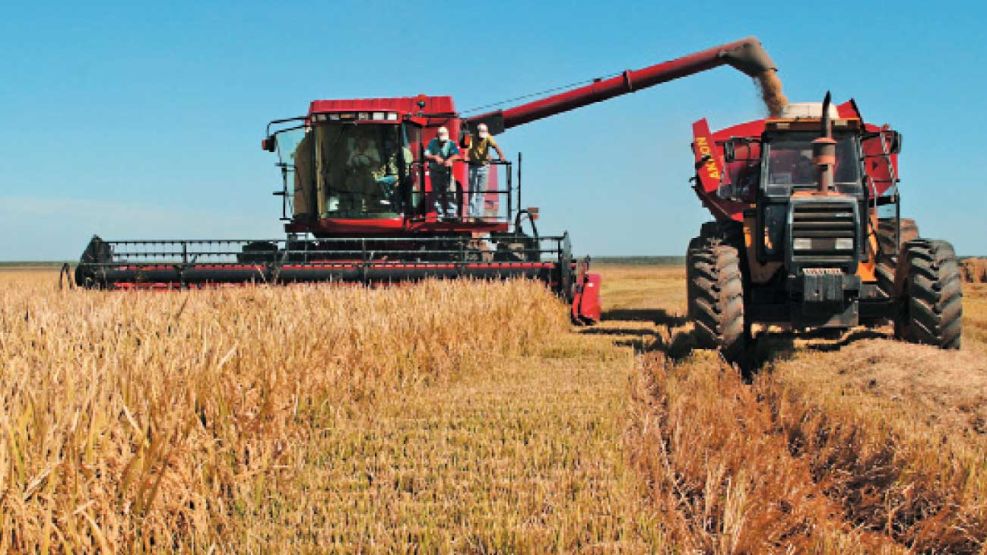 La voz autorizada del campo | Perfil