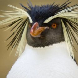  Pingüino de Penacho Amarillo del Norte,