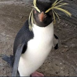 Fue encontrado en la localidad de Las Grutas, dentro del Área Natural Protegida Bahía de San Antonio, Río Negro.