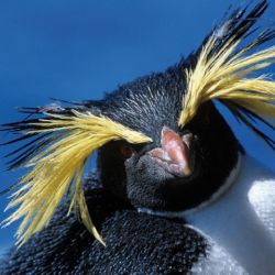 La presencia del Eudyptes moseleyi en la costa patagónica argentina es excepcional.