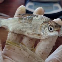 La exportación de sábalo, sin regulaciones adecuadas que consideren las condiciones ambientales, podría acelerar el agotamiento de las poblaciones. Por ello, se recomienda un “enfoque ecosistémico”, para adaptarse a las fluctuaciones que se dan en el río Paraná.