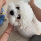 Cha Eunwoo pelo rapado antes de su alistamiento