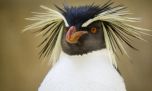 Registran una especie de pingüino nunca antes vista en la Argentina continental