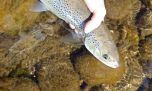Debate por la reactivación de la pesca en la Patagonia en pleno desove