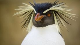 2807_ Pingüino de Penacho Amarillo del Norte
