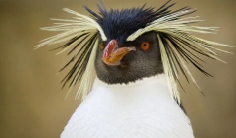 2807_ Pingüino de Penacho Amarillo del Norte