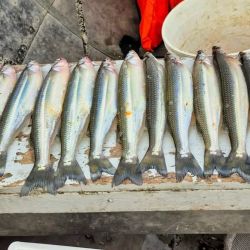 Los resultados se centran especialmente embarcados con aparejos livianos, especialmente de tres boyas yoyo chicas de unos 15 a 18 mm, brazoladas de 70 cm y como carnada, mojarra viva.