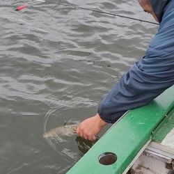 Constantes capturas sorprendieron al dúo de pescadores que no dejó de pescar en ningún momento hasta que decidieron dar por finalizada la jornada. 