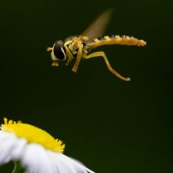 Esta fotografía muestra un sírfido, un insecto polinizador volador, en el Parque Floral del este de París. | Foto:MARTIN LELIEVRE / AFP