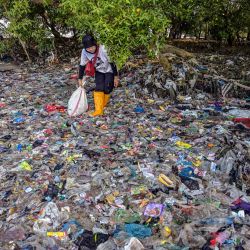 Un voluntario de Observación Ecológica y Conservación de Humedales (ECOTON) recoge residuos plásticos de un manglar en Surabaya, durante el Día Mundial de los Manglares.  | Foto:JUNI KRISWANTO / AFP