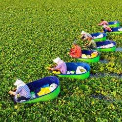 Vista aérea tomada con un dron de aldeanos recolectando castañas de agua, en Taizhou, en la provincia de Jiangsu, en el este de China. | Foto:Xinhua/Gu Jihong