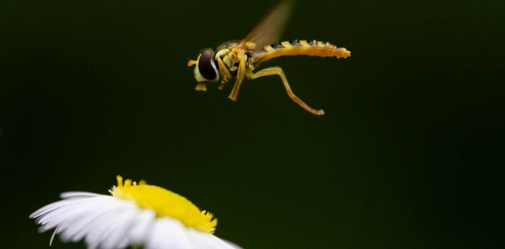 Esta fotografía muestra un sírfido, un insecto polinizador volador, en el Parque Floral del este de París.