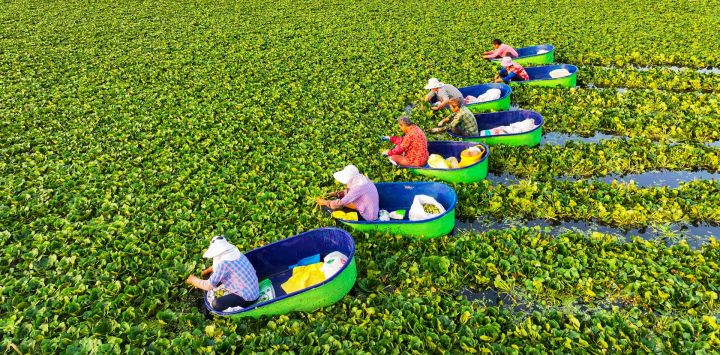 Vista aérea tomada con un dron de aldeanos recolectando castañas de agua, en Taizhou, en la provincia de Jiangsu, en el este de China.