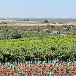 Visita a la Bodega Palacio Quemado que pertenece a la familia Alvear, emparentada con los Alvear de la Argentina.