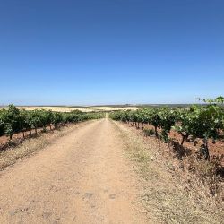 Visita a la Bodega Palacio Quemado que pertenece a la familia Alvear, emparentada con los Alvear de la Argentina.