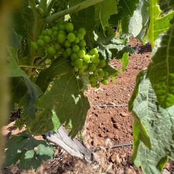 Visita a la Bodega Palacio Quemado que pertenece a la familia Alvear, emparentada con los Alvear de la Argentina.