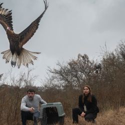Los animales rehabilitados fueron liberados.