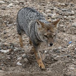Se trata de 15 ejemplares que fueron rescatados en distintos procedimientos de control.
