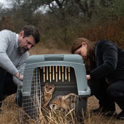La liberación de los animales tuvo lugar a orillas del río Segundo en zona rural de Cosme, en el departamento Santa María.