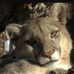 Los científicos argentinos están detrás de los pasos de los pumas.{á{an 