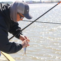 Las sardinas tienen una tremenda voracidad y se mueven en grandes cardúmenes. Aunque nada en cualquier sector del río, elige en su mayoría el centro del cauce. (Archivo Weekend)