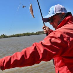 Las sardinas tienen una tremenda voracidad y se mueven en grandes cardúmenes. Aunque nada en cualquier sector del río, elige en su mayoría el centro del cauce. (Archivo Weekend)