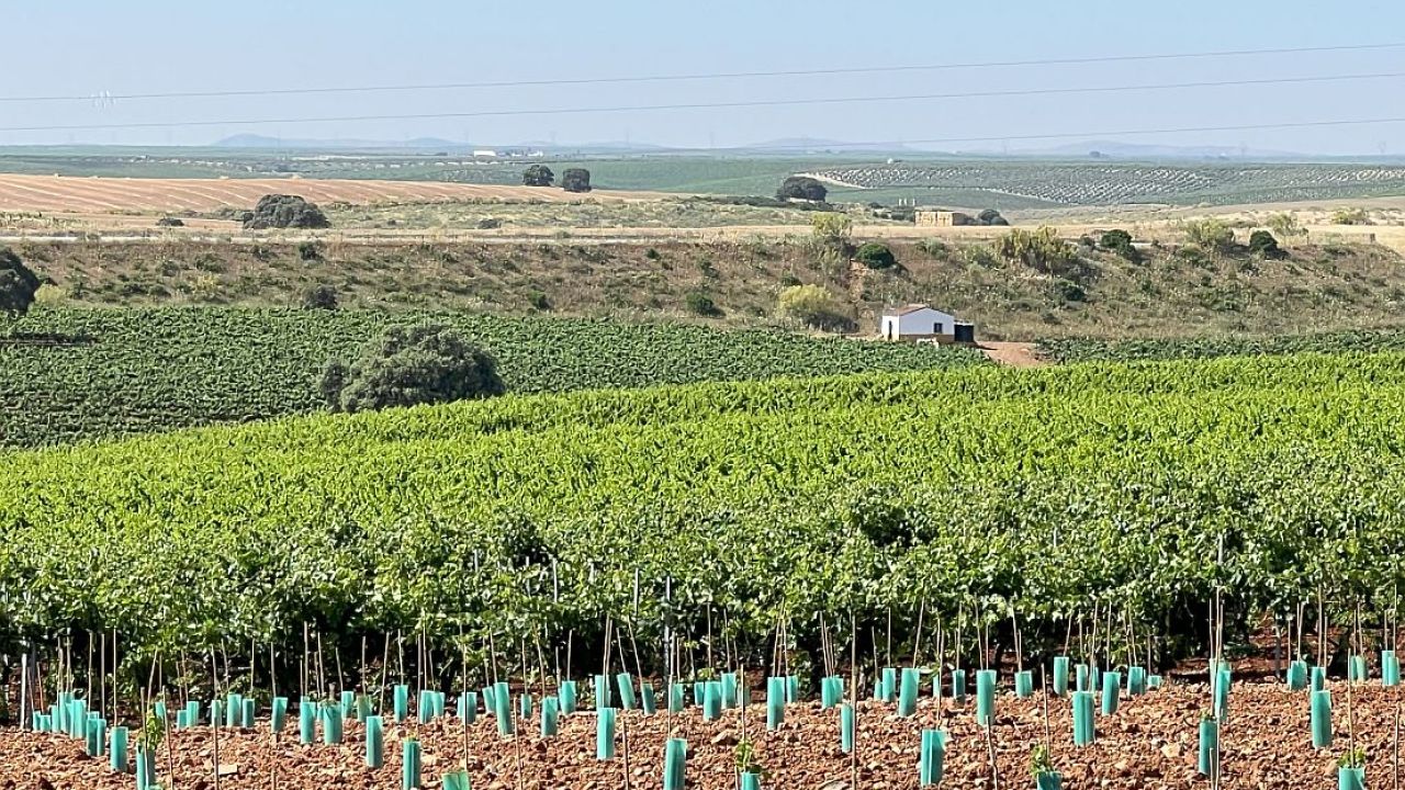 Enoturismo en España visitando una bodega relacionada con los Alvear de la Argentina