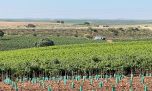 Enoturismo en España visitando una bodega relacionada con los Alvear de la Argentina