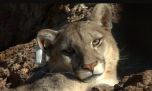 Santa Cruz: estudian con transmisores solares a los pumas