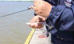 Se aproxima el tiempo de pescar sardinas