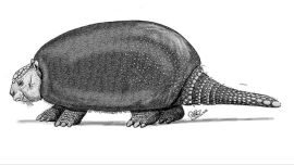 Hallazgo histórico en Neuquén: descubren un fósil de gliptodonte de entre 700.000 y un millón de años