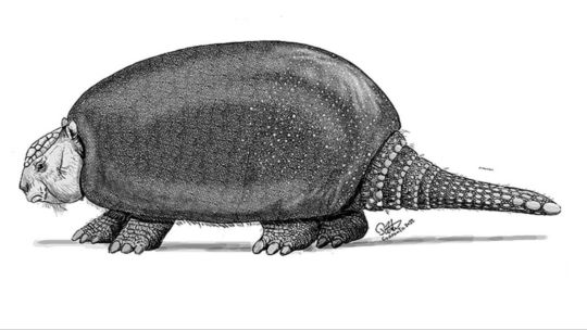 Hallazgo histórico en Neuquén: descubren un fósil de gliptodonte de entre 700.000 y un millón de años