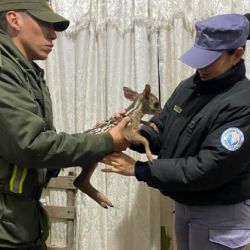El ciervo estaba oculto en la mochila de una pasajera.