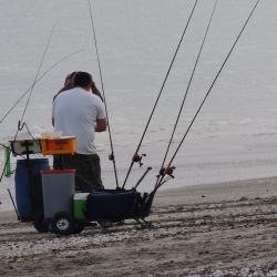 Resultados favorables en toda la costa de Las Grutas, con cantidad y tamaño. El manila abunda y es un imán para los pescadores. 
