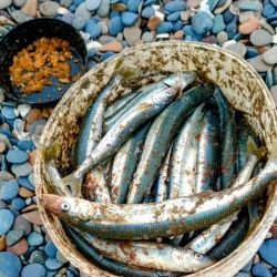 Resultados favorables en toda la costa de Las Grutas, con cantidad y tamaño. El manila abunda y es un imán para los pescadores. 