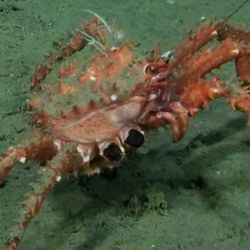 Imagen submarina captada por el vehículo operado remotamente (ROV) SuBastian.