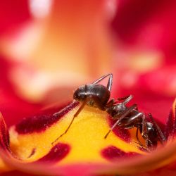 Esta fotografía muestra una hormiga sobre una flor en el Parque Floral, en el este de París, Francia. | Foto:MARTIN LELIEVRE / AFP