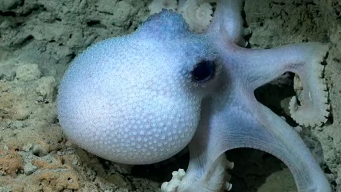 Dónde ver el streaming de la expedición marina del Conicet en el