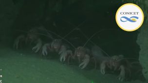 El vivo del CONICET