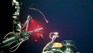 Tecnologia Falkor CONICET 310072025