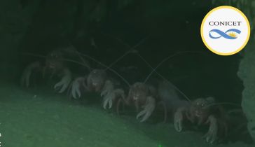 El vivo del CONICET
